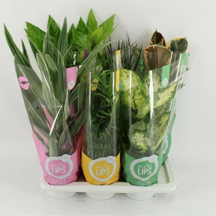 M-6ML Mixplanten More Lips hoes 55cm 17cm Pot