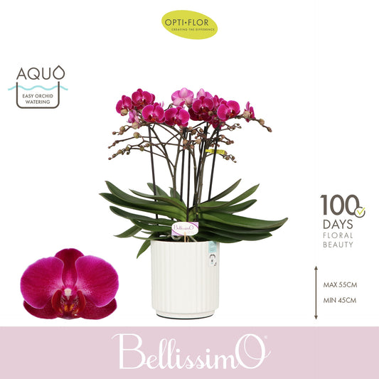 Phalaenopsis Purple 50cm 15cm Pot