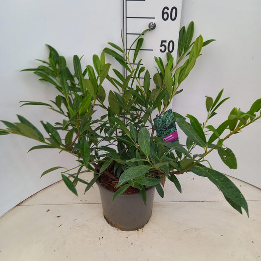Prunus Zabeliana 50cm 23cm Pot