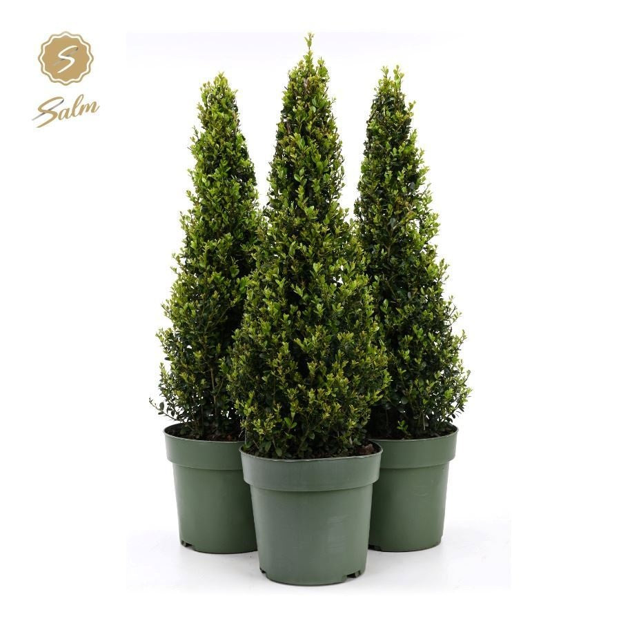 Ilex crenata Jenny 80cm 21cm Pot