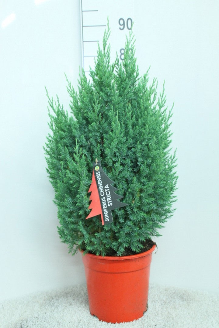 Juniperus Stricta 85cm 24cm Pot