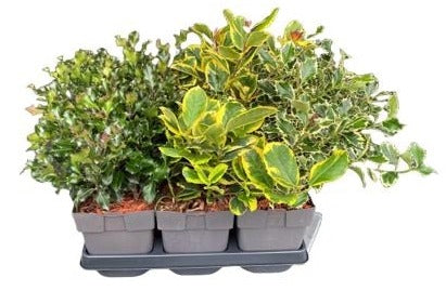 Ilex aquifolium 40cm 17cm Pot