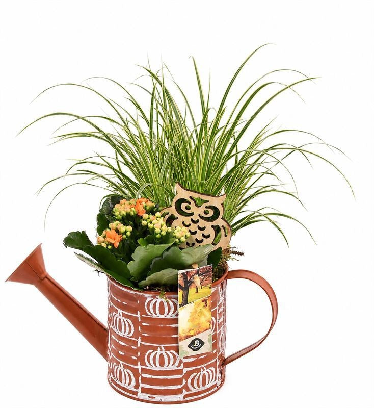 Indoor arrangement 13cm Pot