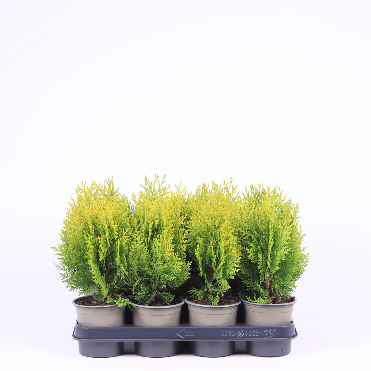 Platycladus Aurea Nana 25cm 11cm Pot