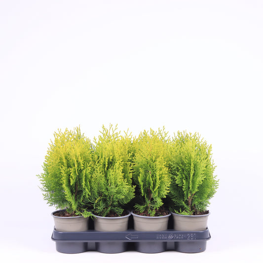 Platycladus Aurea Nana 25cm 11cm Pot