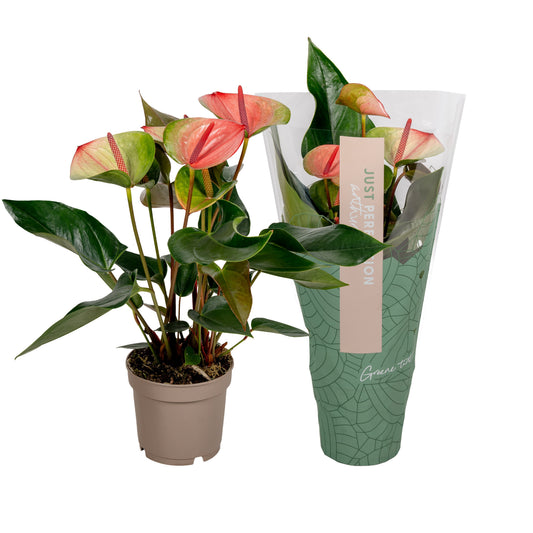 Anthurium Sunset 40cm 12cm Pot
