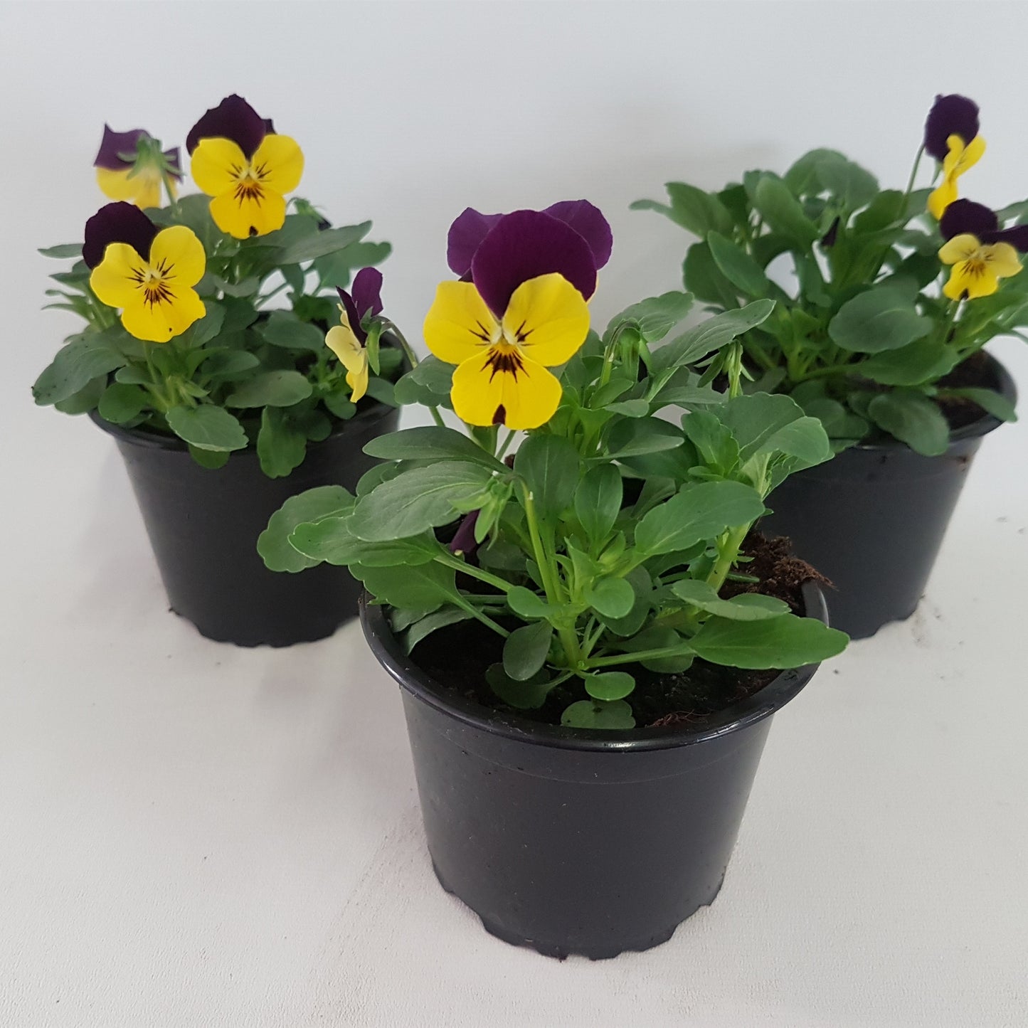 Spaloo-Plant Viola Callisto Beacon Yellow Pack of 18