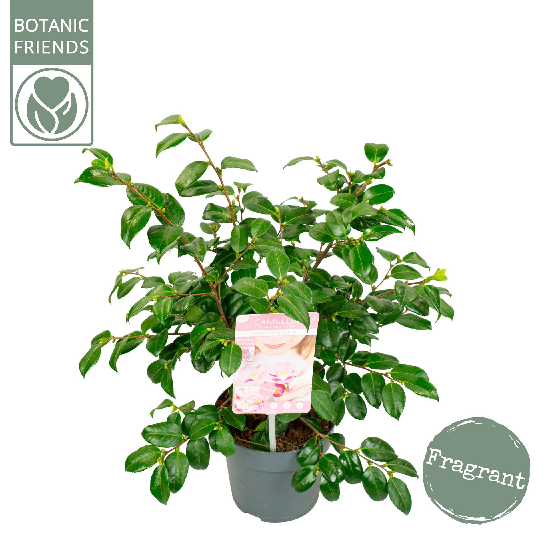 Camelia variable mix 50cm 15cm Pot