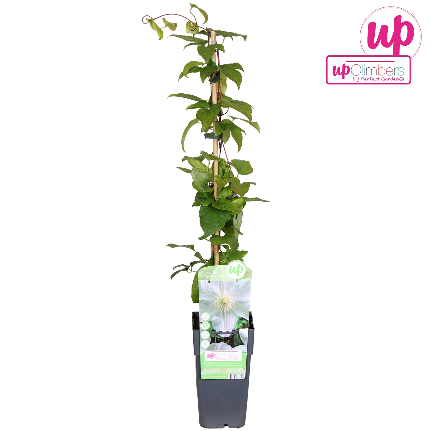 Clematis Madame Le Coultre 65cm 15cm Pot