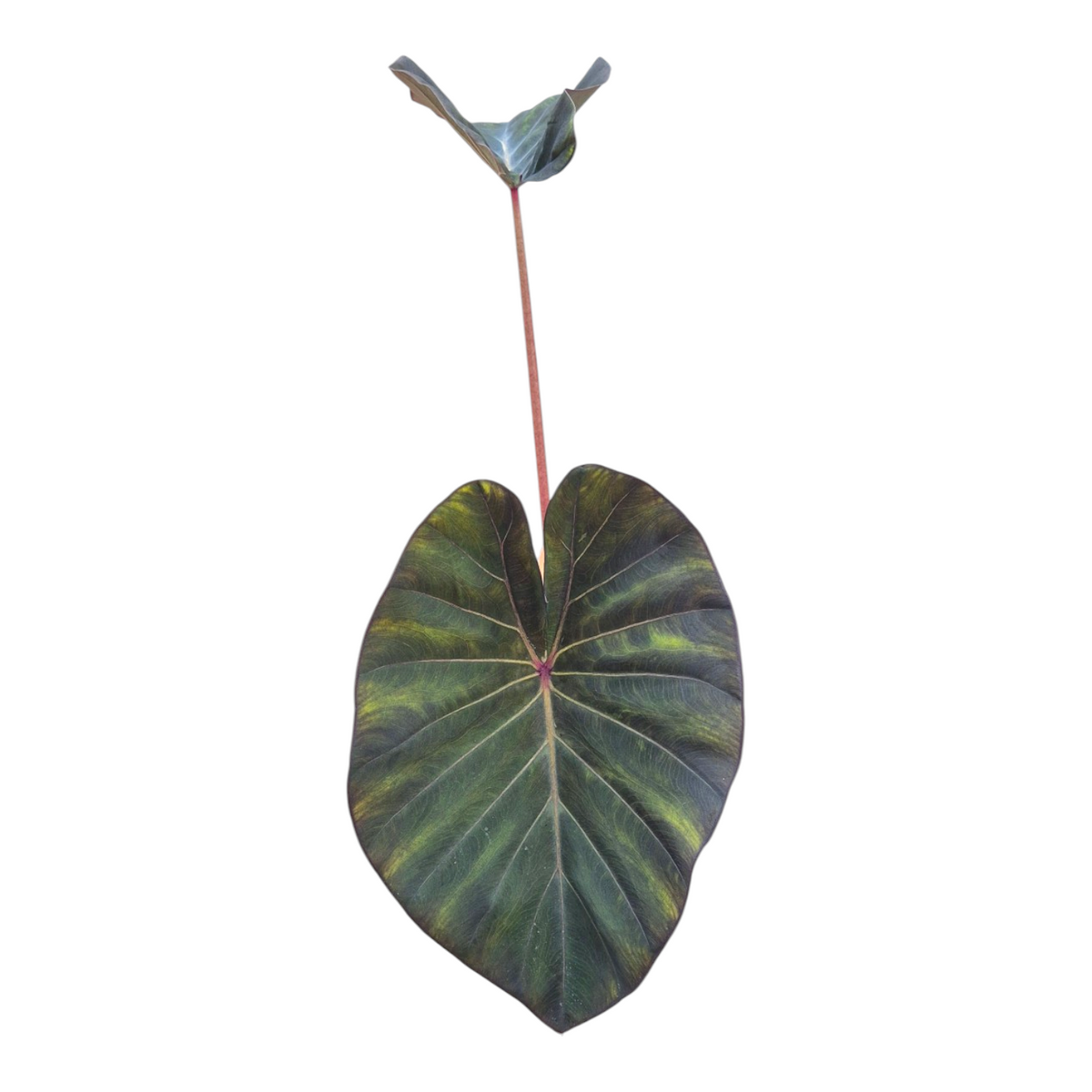 Colocasia Pharaohs Mask 40cm 13cm Pot