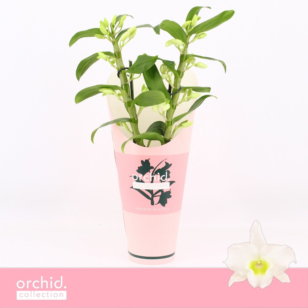 Dendrobium Apollon 40cm 12cm Pot