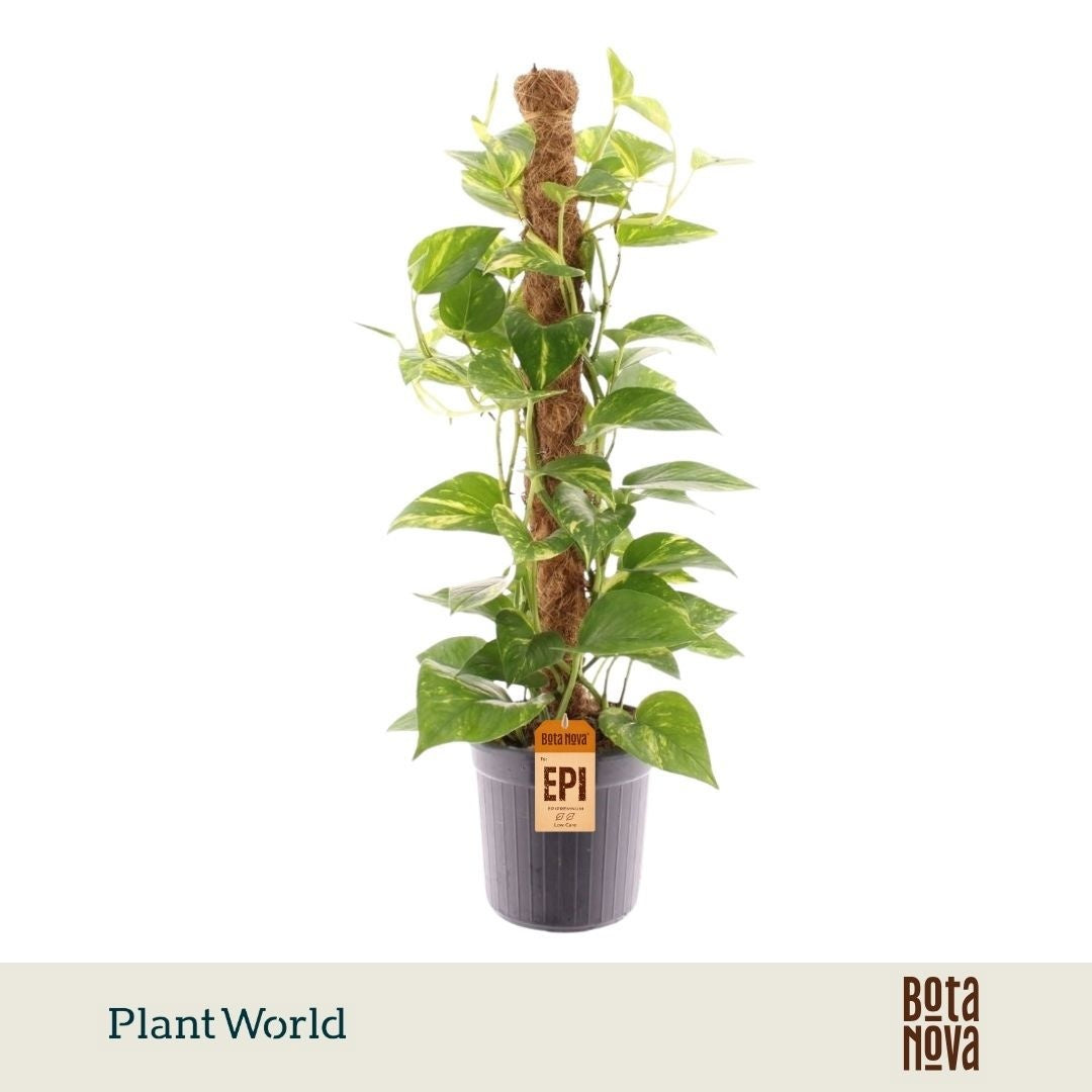 Epipremnum pinatum mosspole 60cm 16cm Pot
