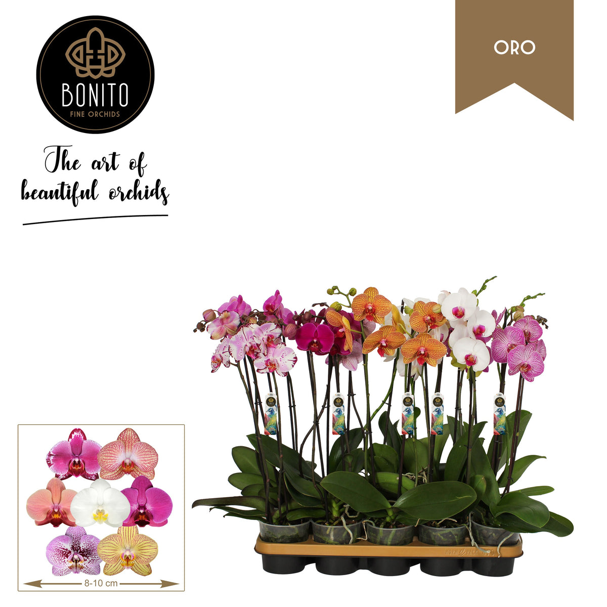 Phalaenopsis mix Oro 60cm 12cm Pot