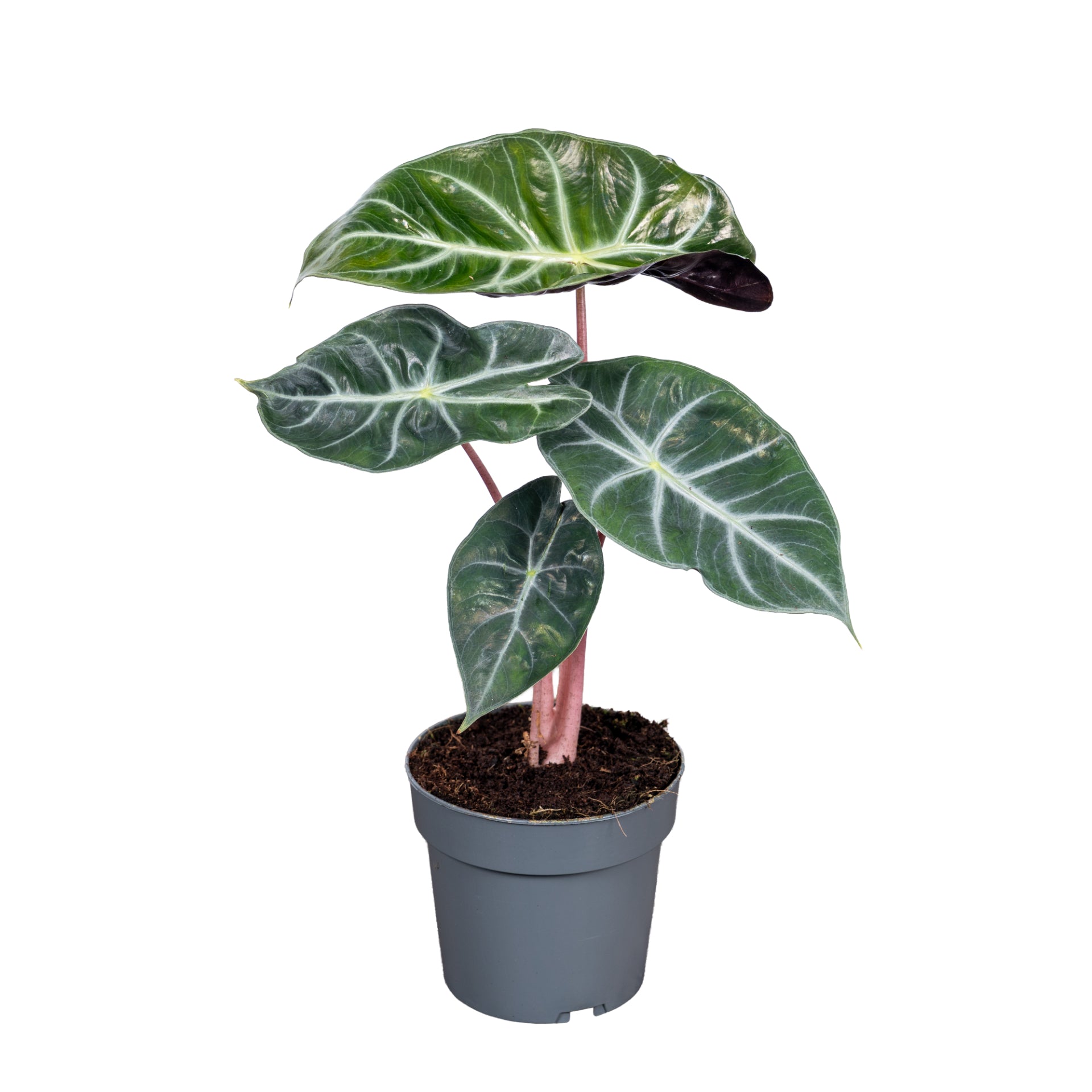 Alocasia Pink Dragon 55cm 14cm Pot