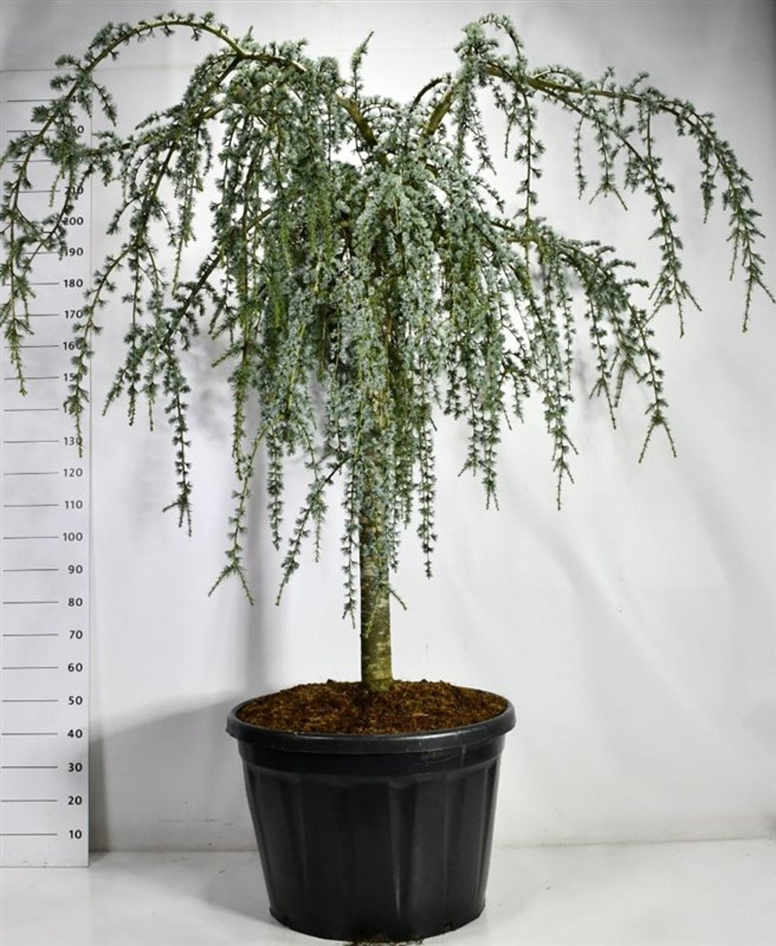 Cedrus atl. Glauca Pendula 240cm 80cm Pot