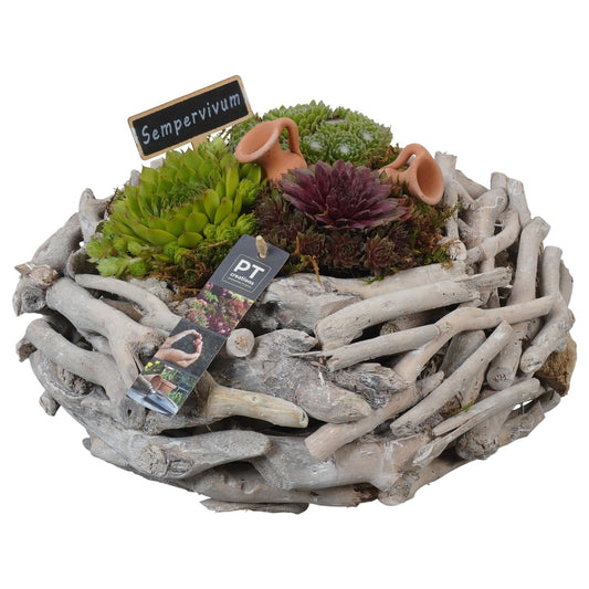 Sempervivum arrangement 21cm 33cm Pot