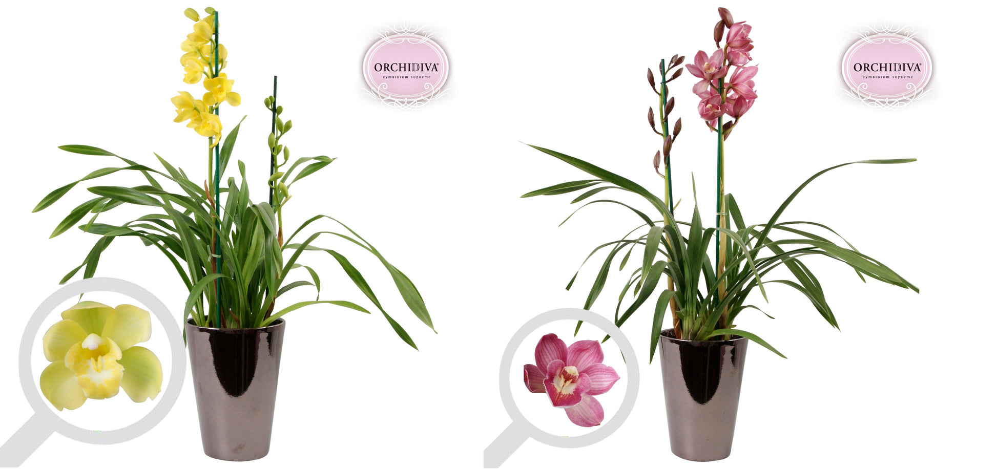 Cymbidium mix 85cm 17cm Pot