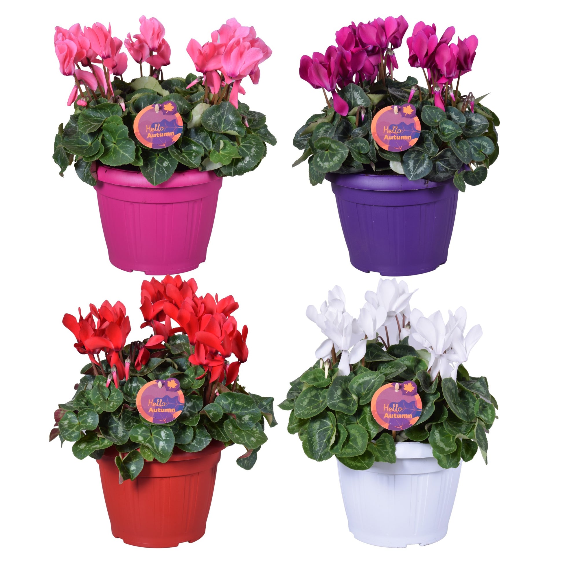 Cyclamen Allure 35cm 22cm Pot
