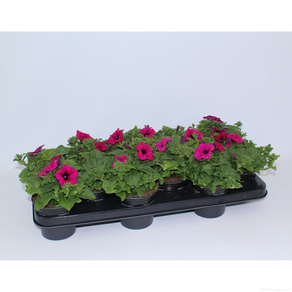 Petunia Purple Surfinia 15cm 510cm Pot
