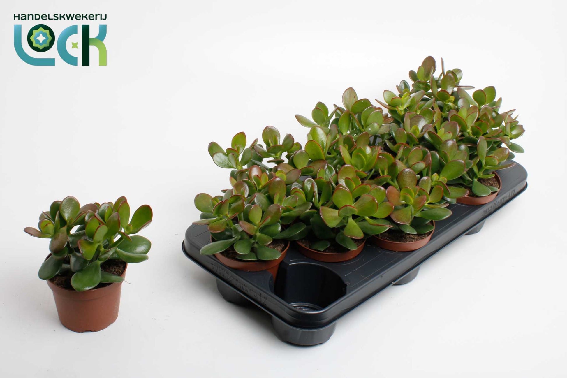 Lock, Handelskwekerij Crassula Argentea ovata Pack of 12