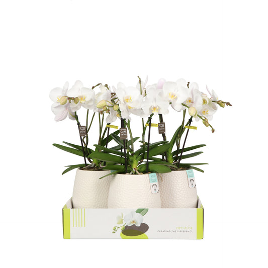 Phalaenopsis white 40cm 12cm Pot