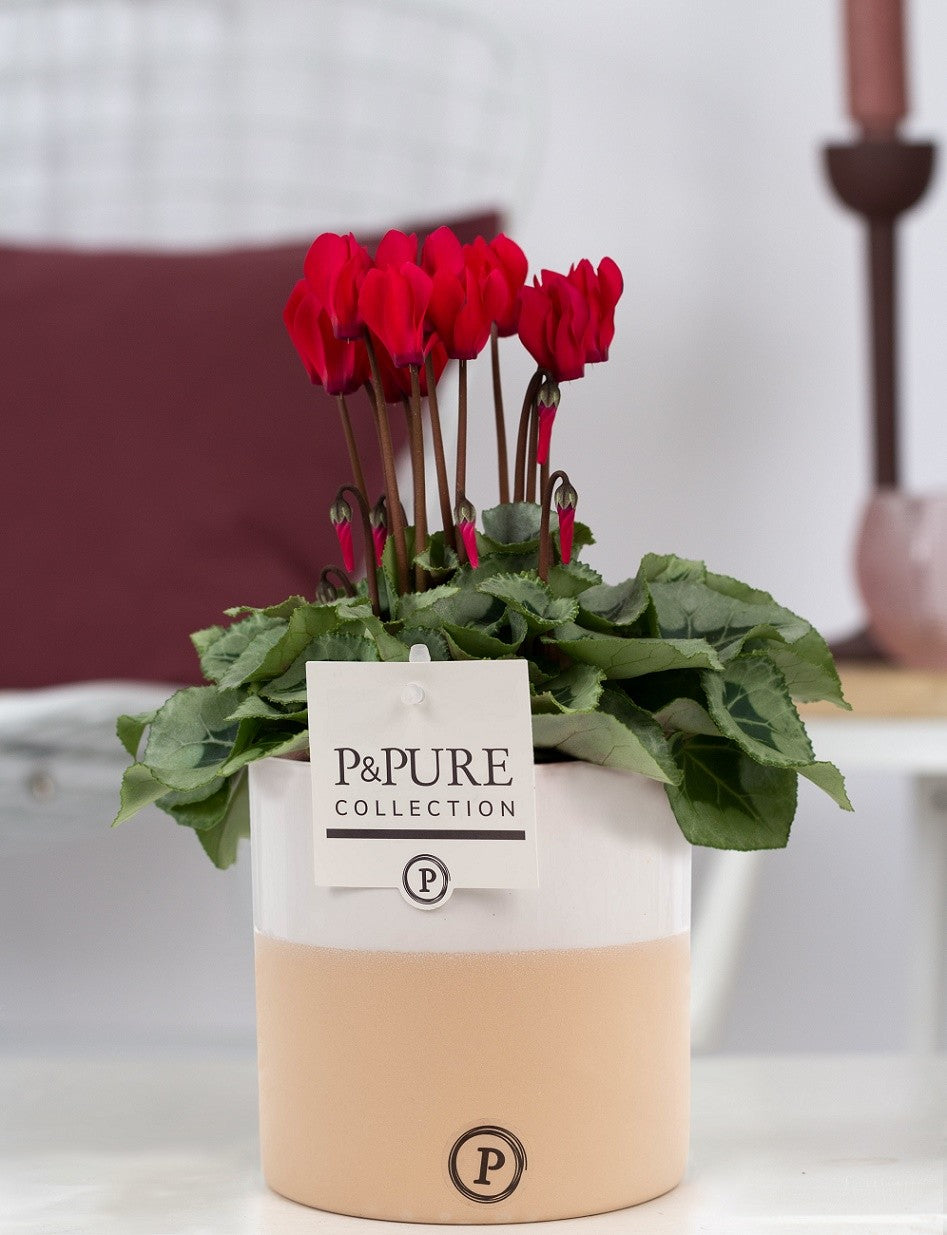 Cyclamen Picasso red (+ drp.Rosy) 30cm 14cm Pot