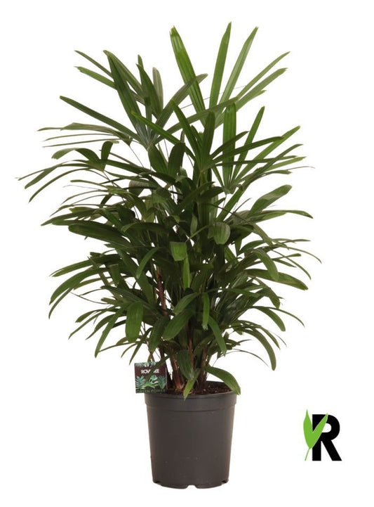 Rhapis excelsa 110cm 24cm Pot