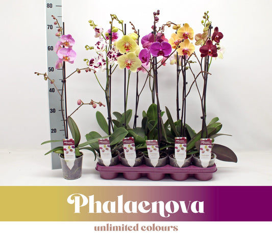 Phalaenopsis mix 10 colors 65cm 12cm Pot