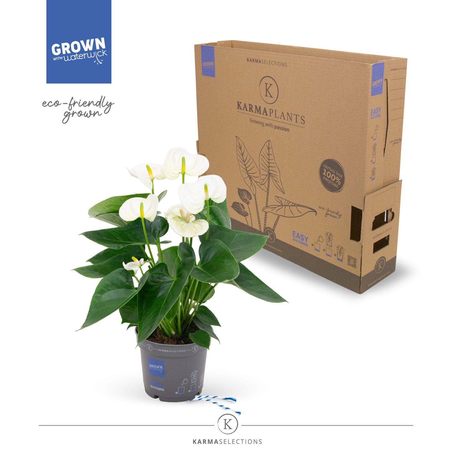 Riza Karma Plants Anthurium Karma White Pack of 5