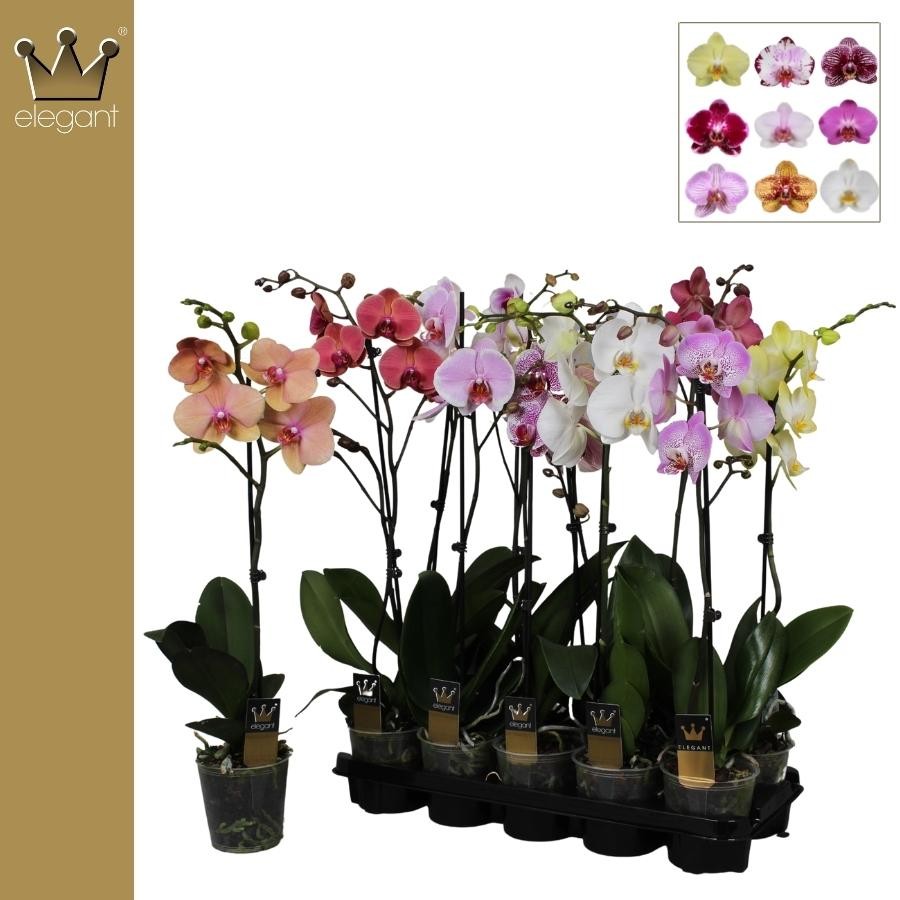 Phalaenopsis mix 65cm 12cm Pot
