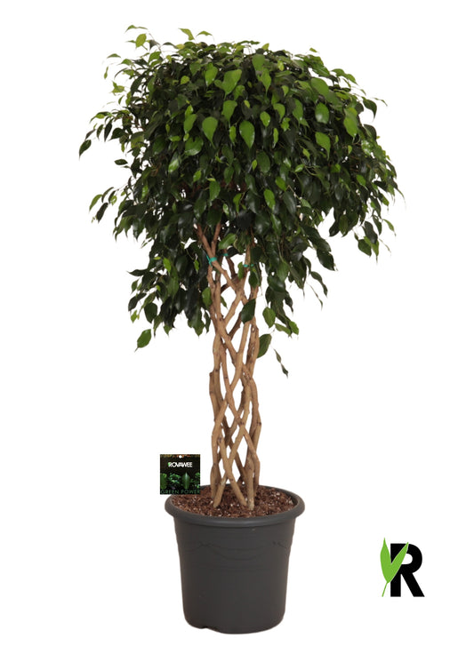 Ficus benjamina Danielle 135cm 32cm Pot