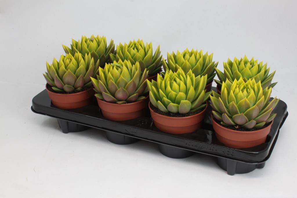 Echeveria Miranda 15cm 12cm Pot