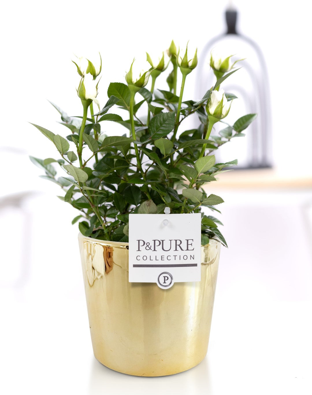 Rosa Beau Monde white 28cm 12cm Pot