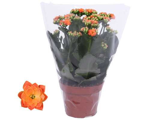 Kalanchoe Rosalina Don Pedro 27cm 12cm Pot