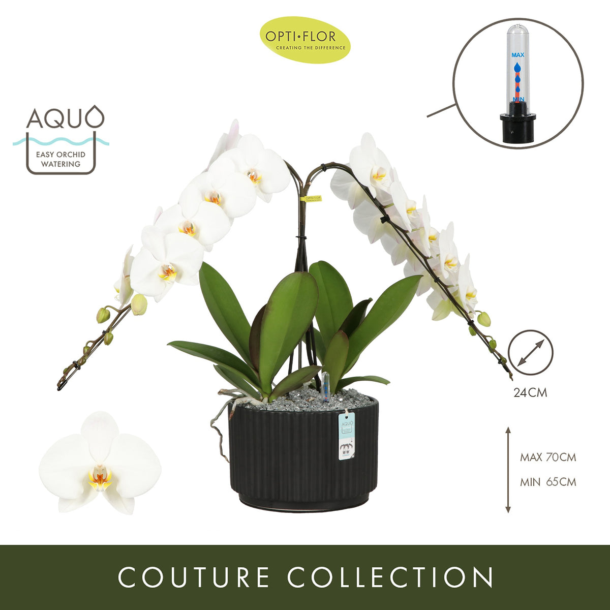 Phalaenopsis arrangement 24cm Pot