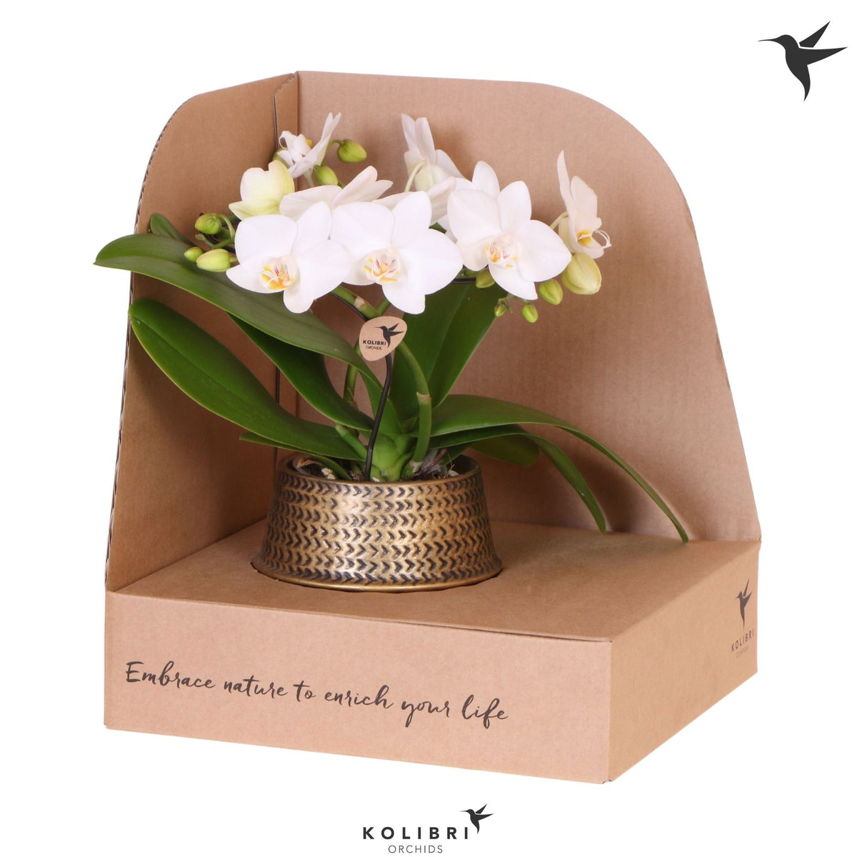 Phalaenopsis multiflora white 30cm 9cm Pot