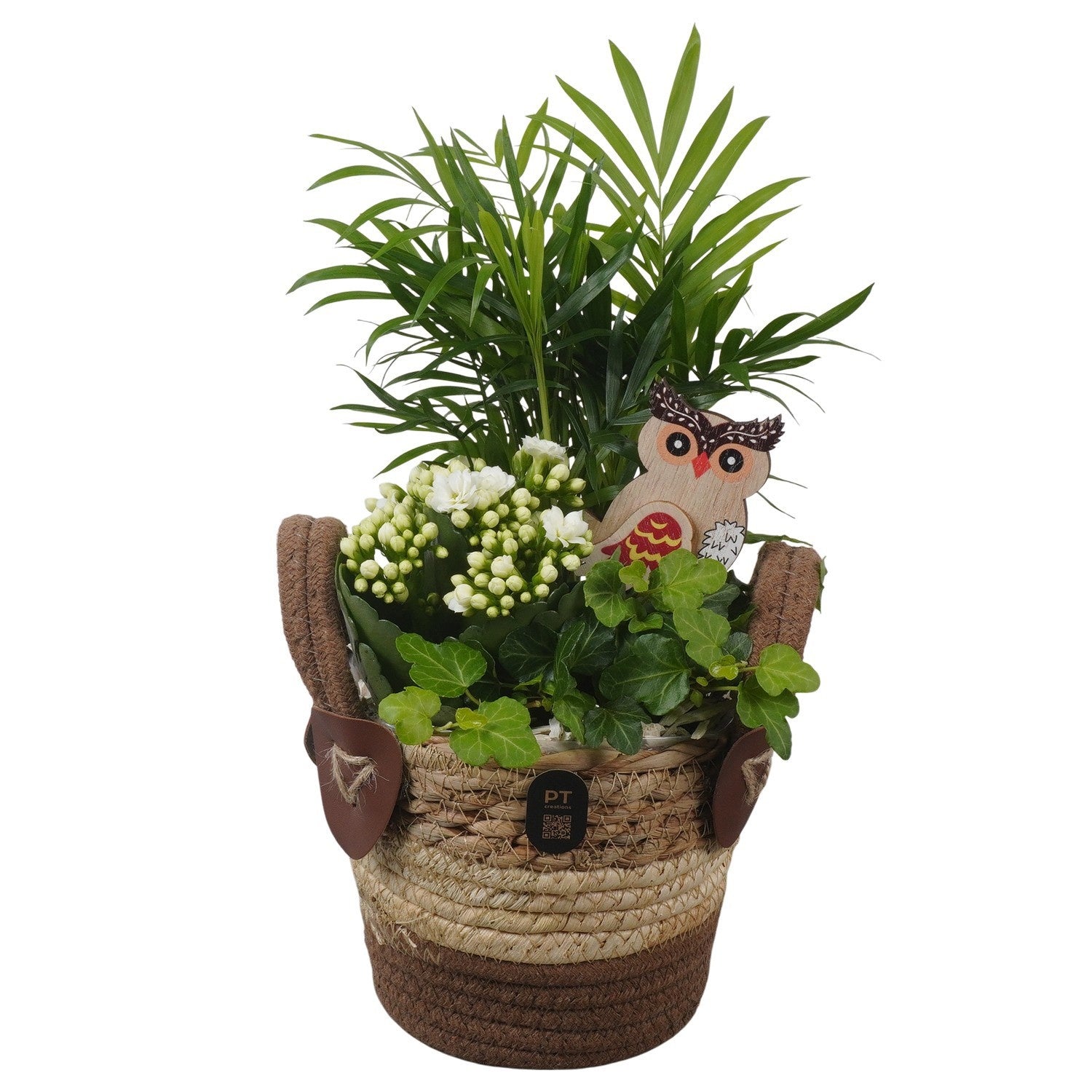 Indoor arrangement 36cm 14cm Pot
