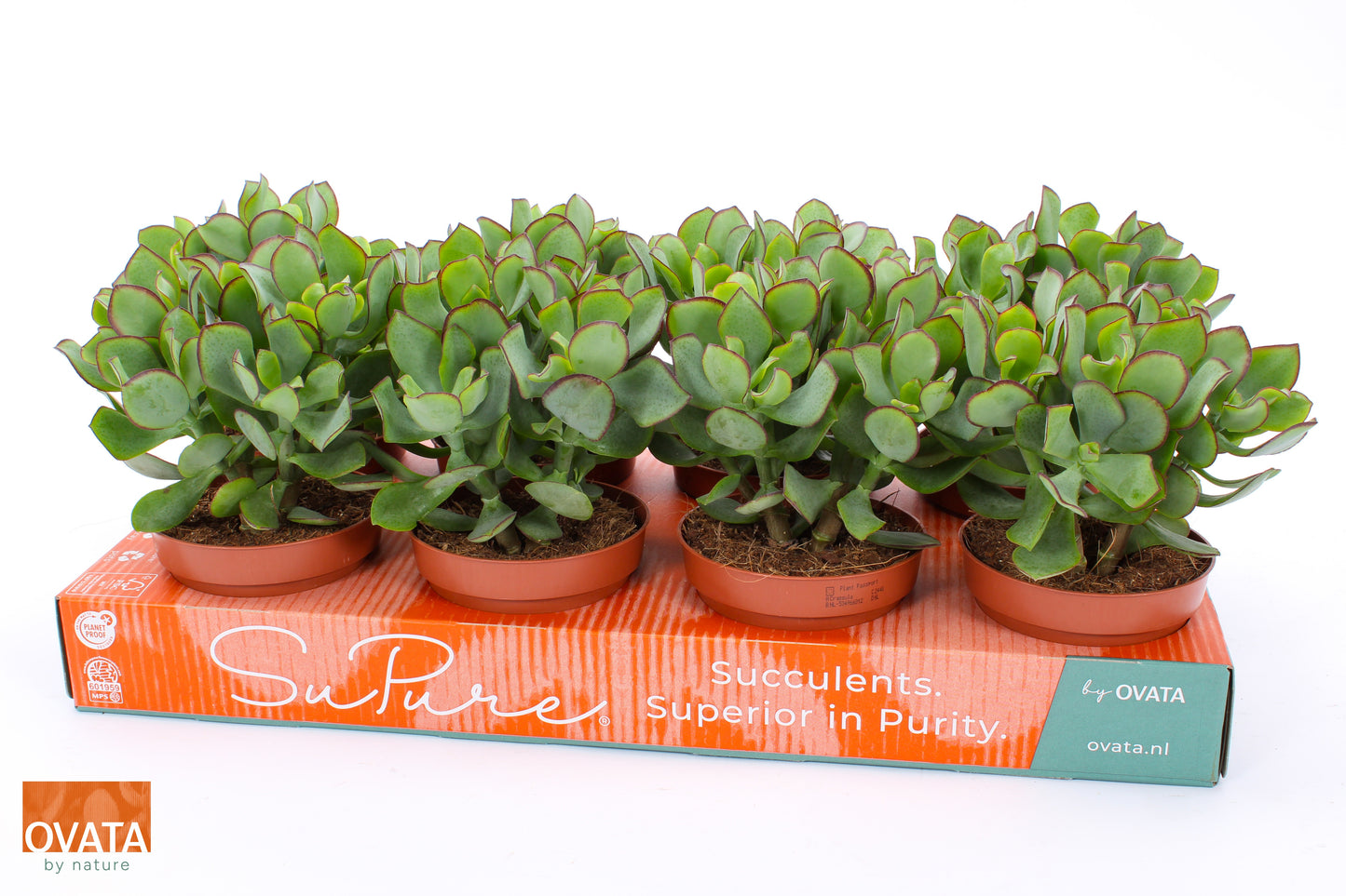 Crassula arb. Petit Wave 20cm 12cm Pot