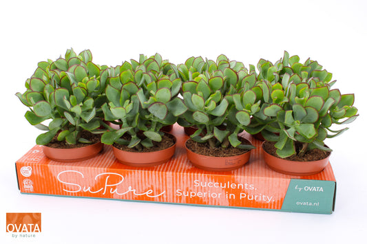Crassula arb. Petit Wave 20cm 12cm Pot