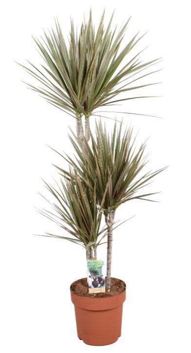 Dracaena Bicolor 120cm 21cm Pot