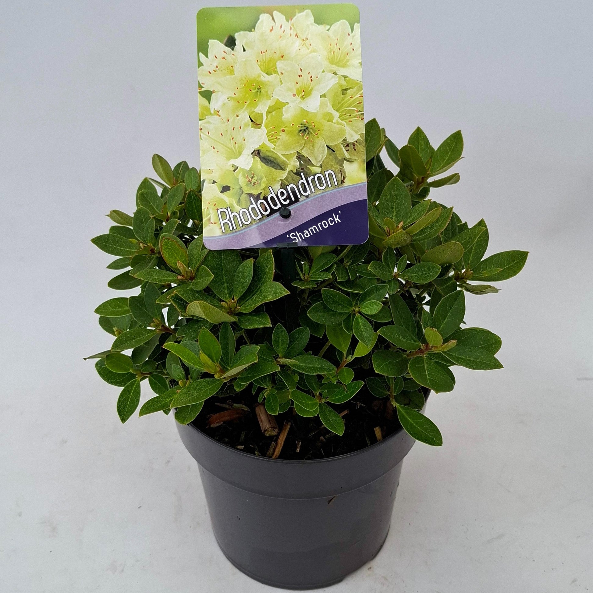 Rhododendron Shamrock 20cm 17cm Pot