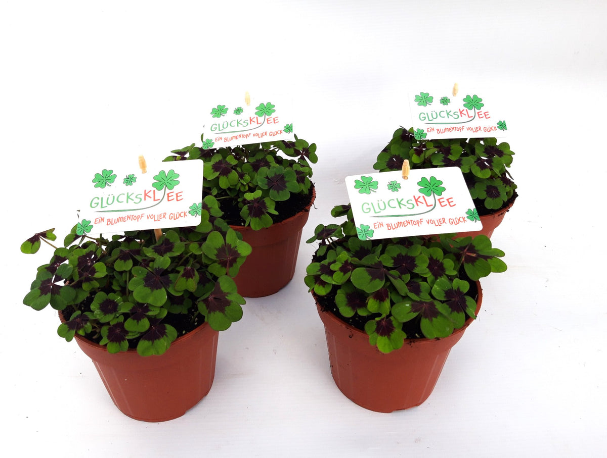 Oxalis deppei 13cm 13cm Pot