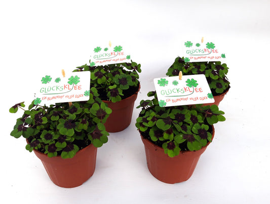 Oxalis deppei 13cm 13cm Pot