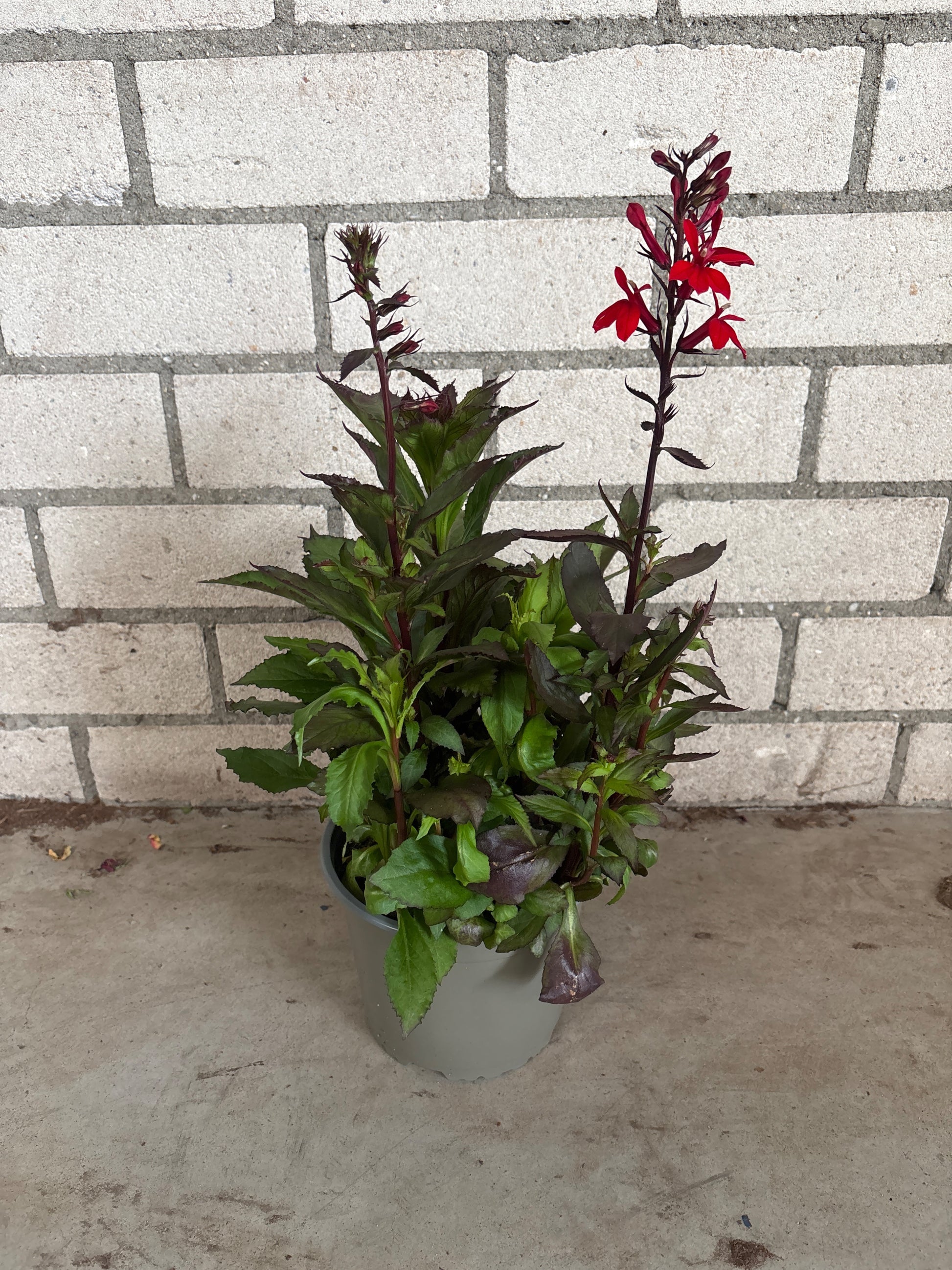 Lobelia spec. Fan Scarlet 22cm 17cm Pot