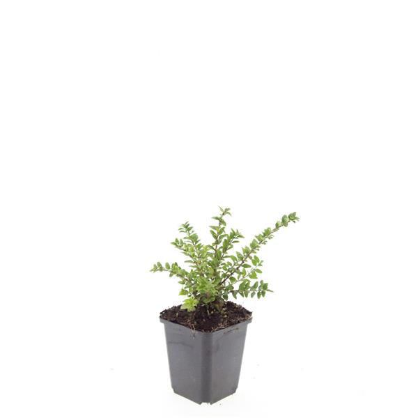Lonicera Maigruen 15cm 9cm Pot