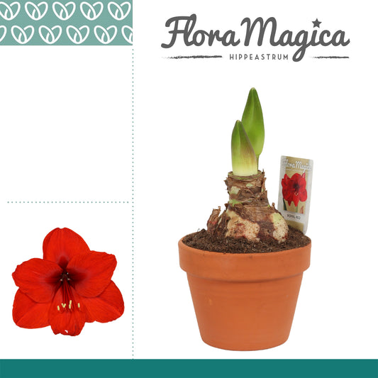 Hippeastrum 25cm 15cm Pot