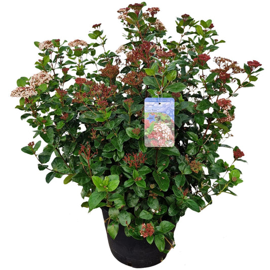 Viburnum tinus 100cm 40cm Pot