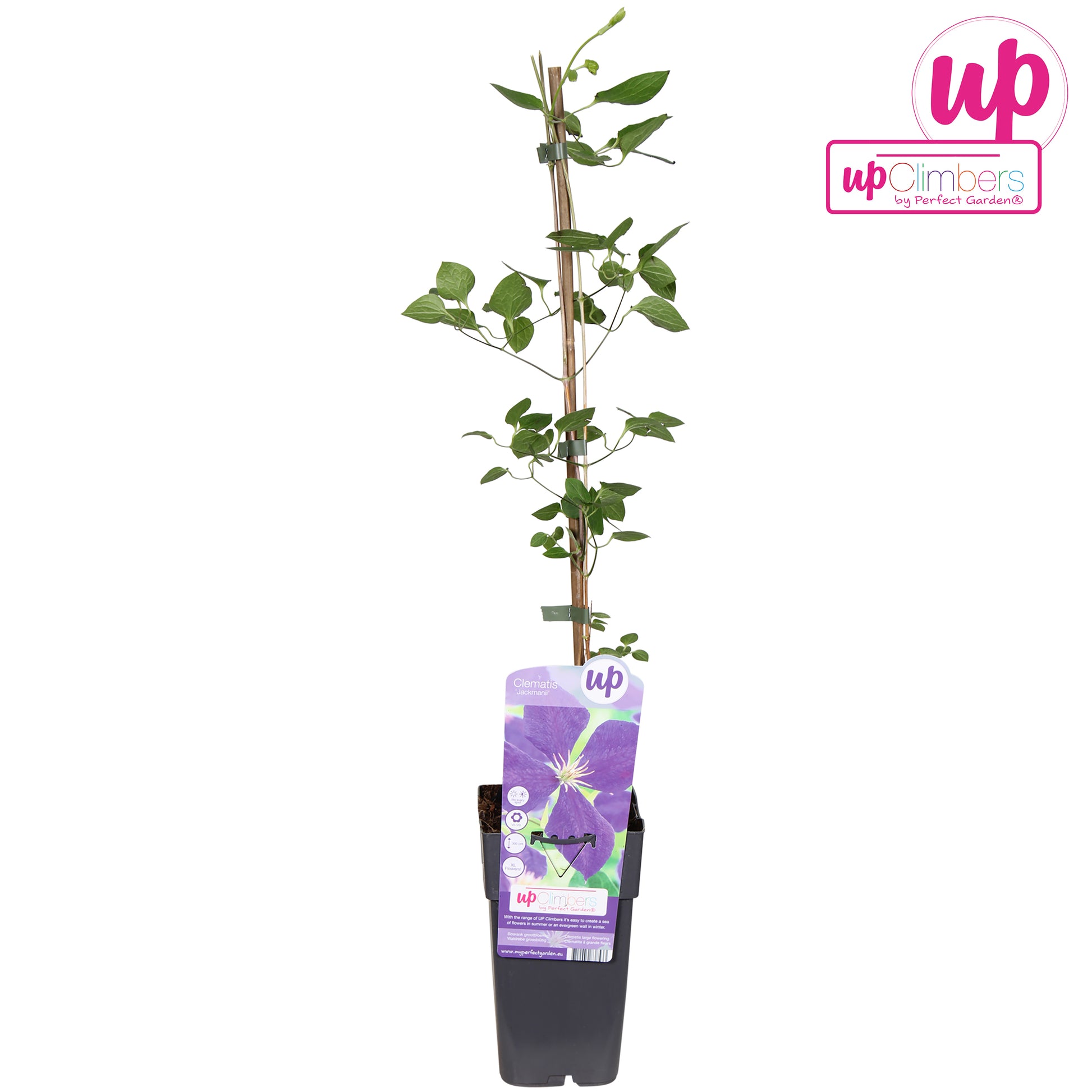 Clematis Jackmanii 65cm 15cm Pot