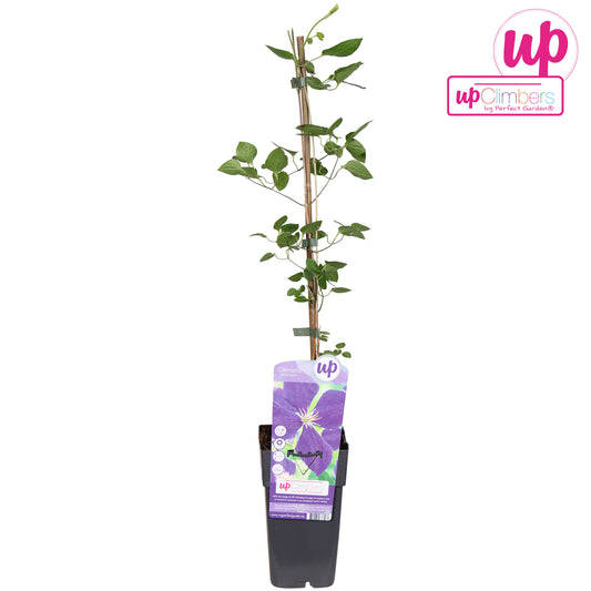 Clematis Jackmanii 65cm 15cm Pot