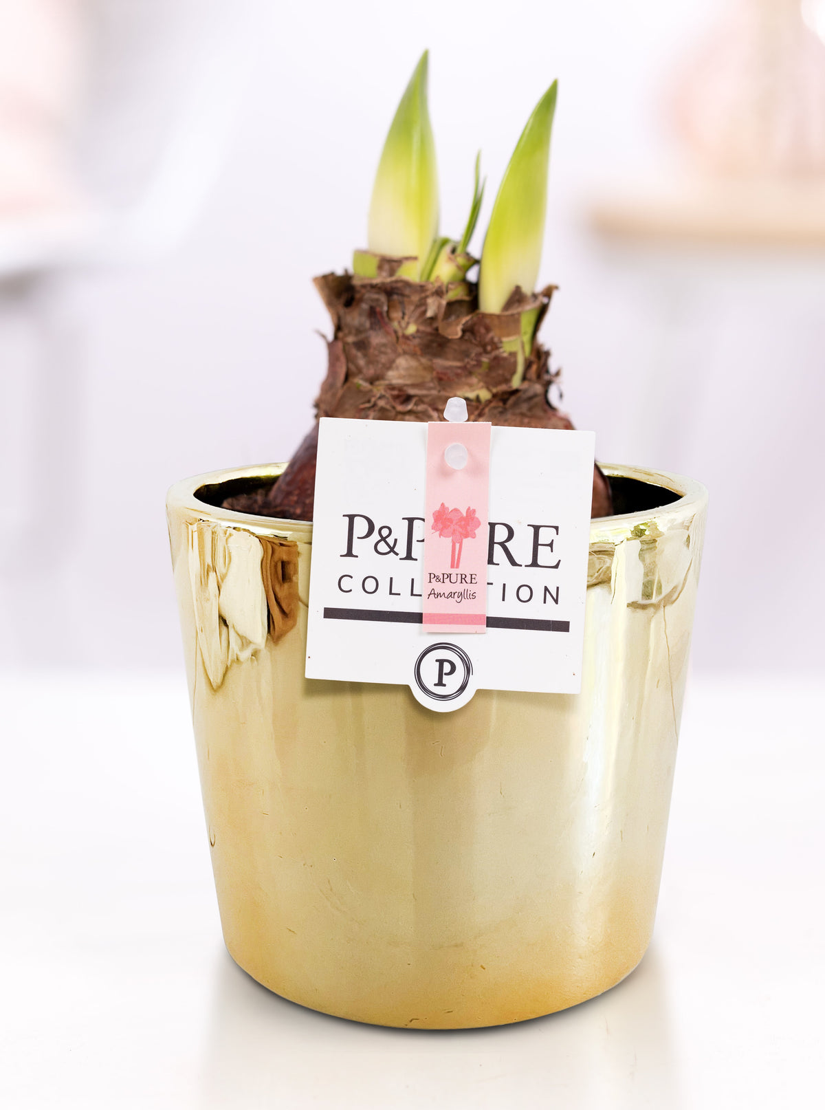 Hippeastrum Hybrid 22cm 12cm Pot